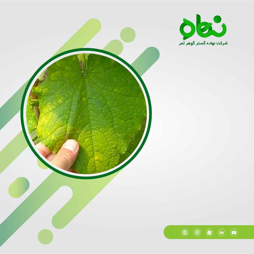 The damage is caused by mite and white powder inside the cucumber